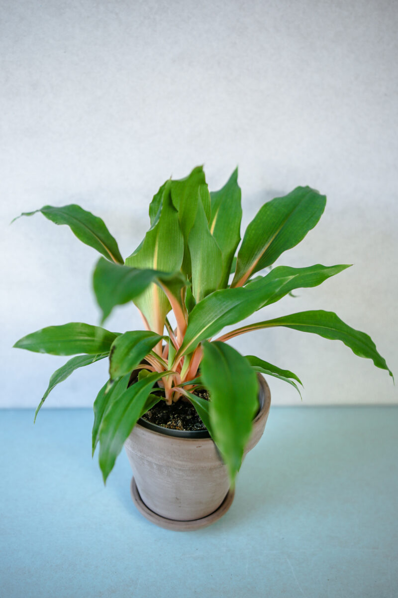 Zielistka ‘Green Orange’