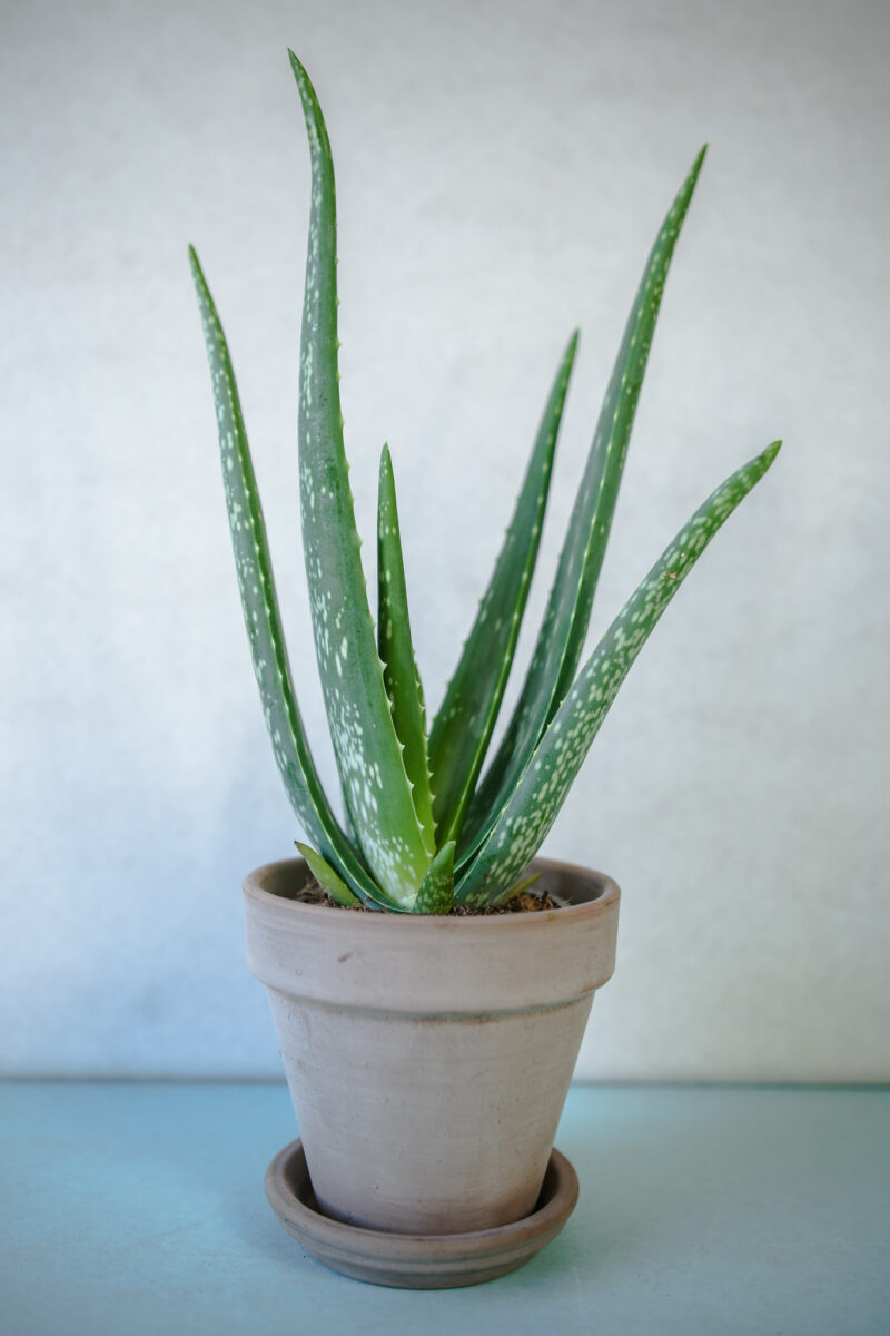 Aloe Vera – Aloes