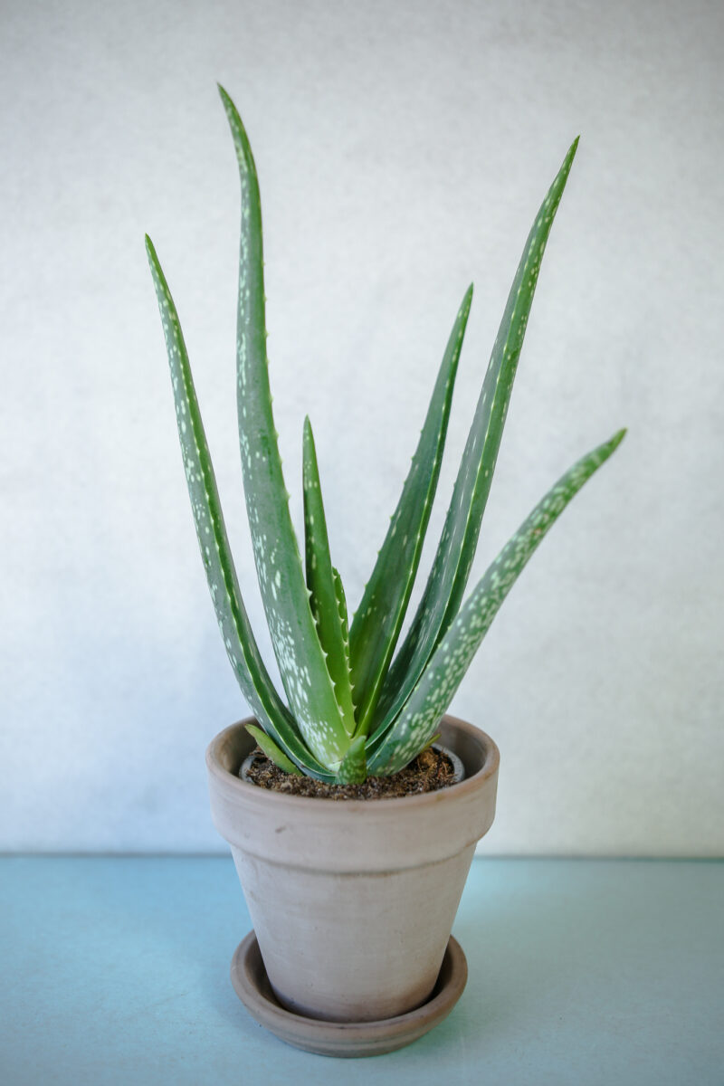 Aloe Vera – Aloes