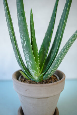 Aloe Vera – Aloes