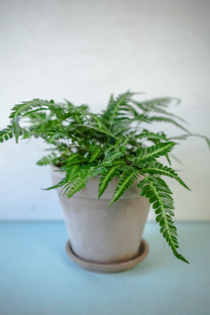 Rumohra adiantiformis ‘Variegata’