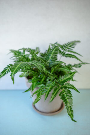 Rumohra adiantiformis ‘Variegata’