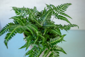 Rumohra adiantiformis ‘Variegata’