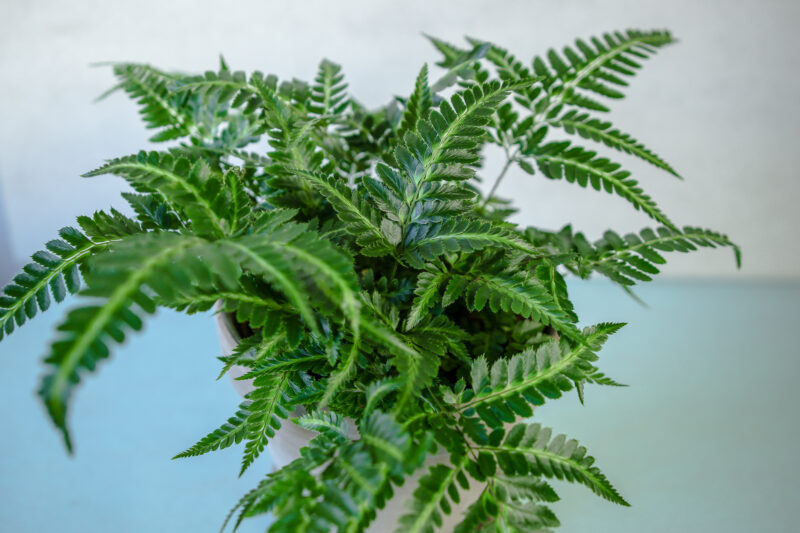 Rumohra adiantiformis ‘Variegata’