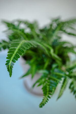 Rumohra adiantiformis ‘Variegata’