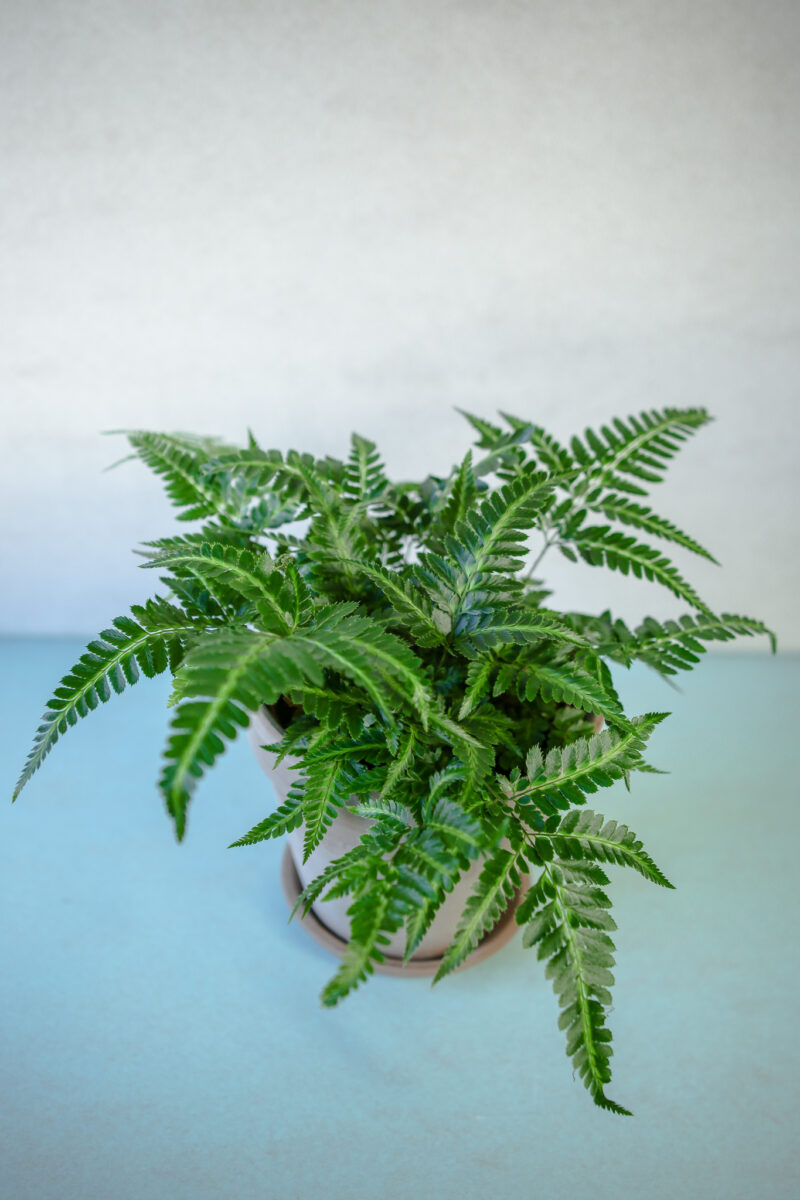 Rumohra adiantiformis ‘Variegata’