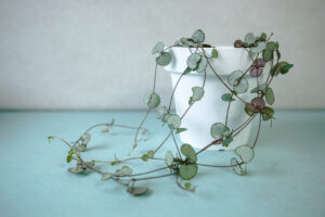 ceropegia woodii silver glory