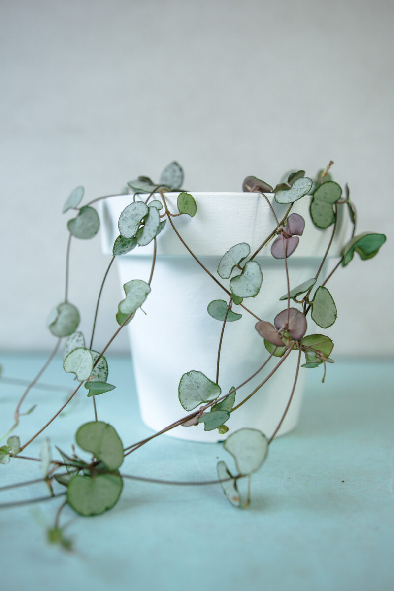 ceropegia woodii silver glory