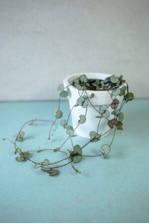 ceropegia woodii silver glory