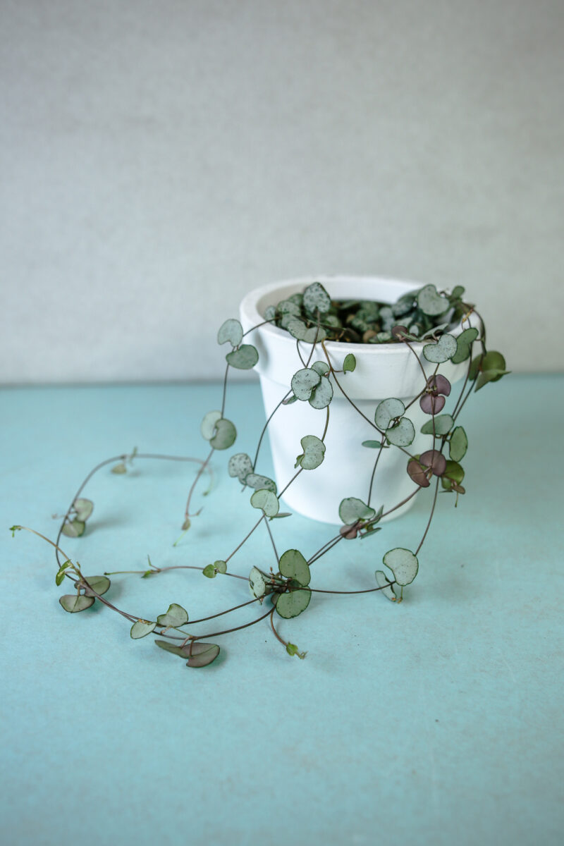 ceropegia woodii silver glory