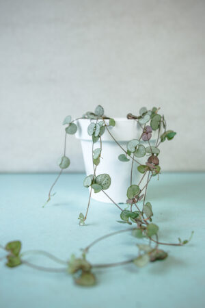 ceropegia woodii silver glory