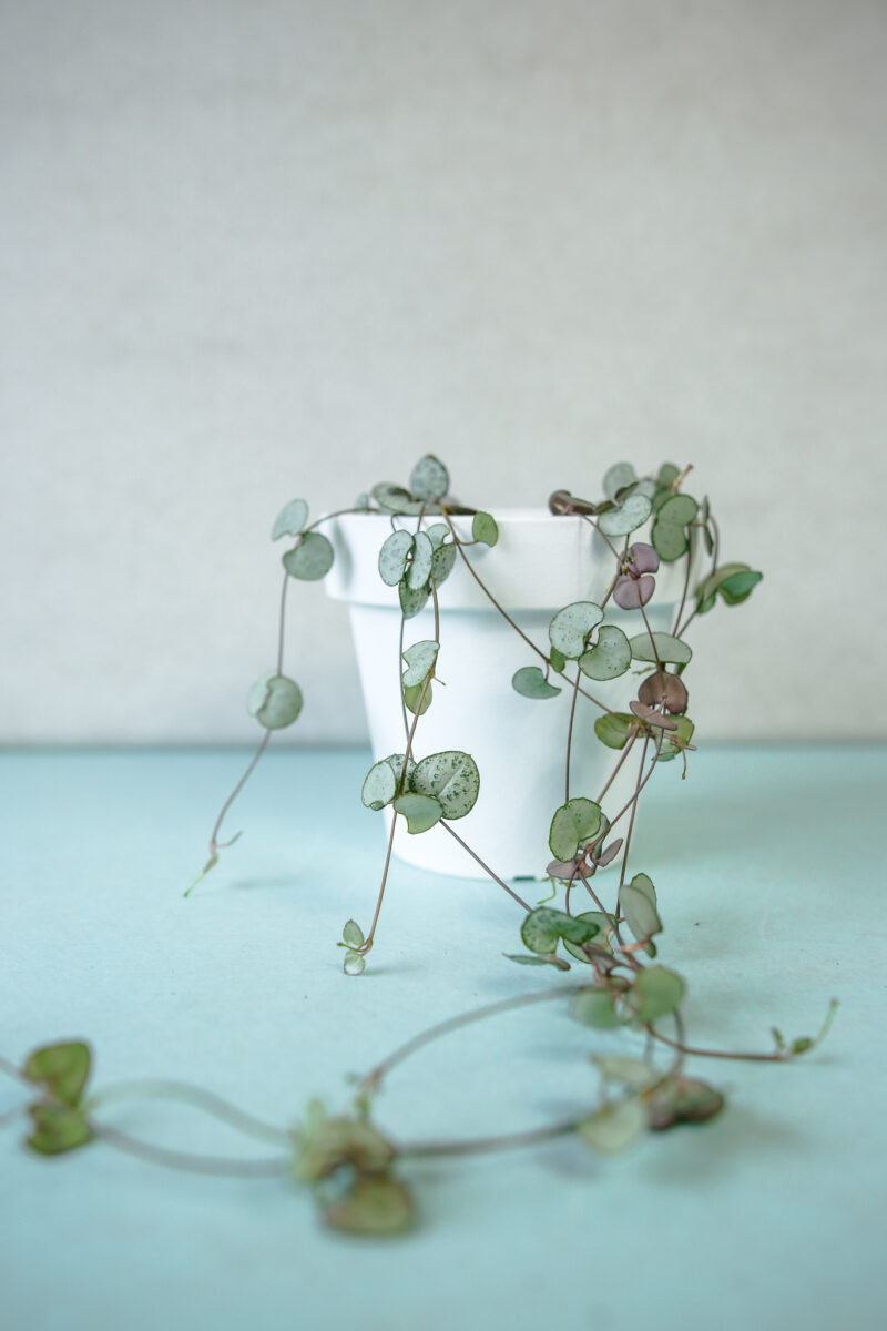 ceropegia woodii silver glory