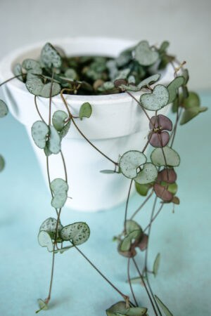 ceropegia woodii silver glory