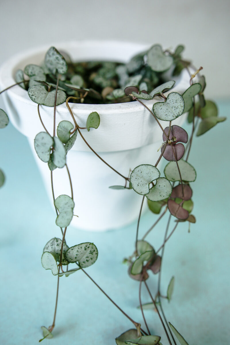 ceropegia woodii silver glory