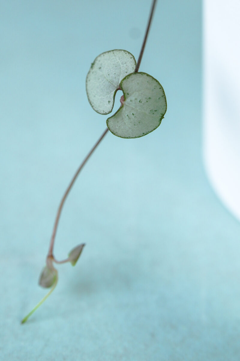 ceropegia woodii silver glory