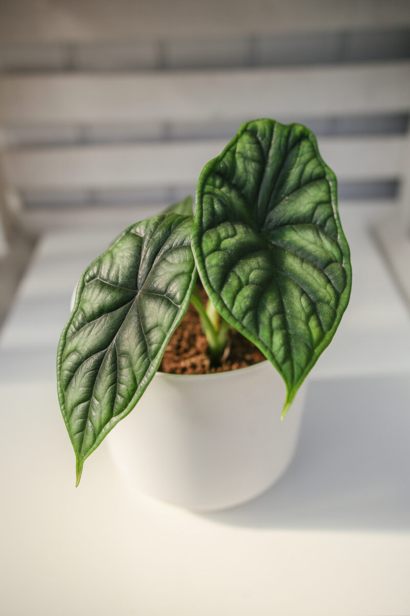 Alocasia Dragon Scale
