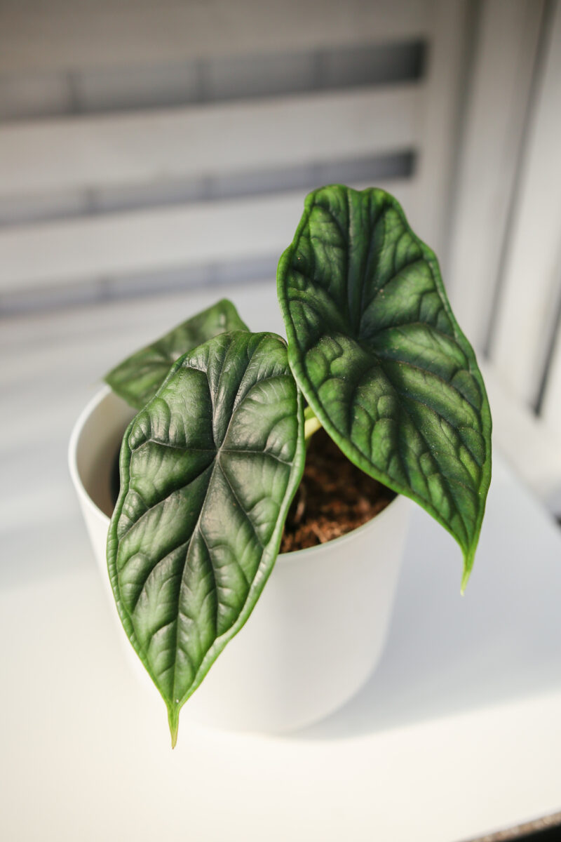 Alocasia Dragon Scale