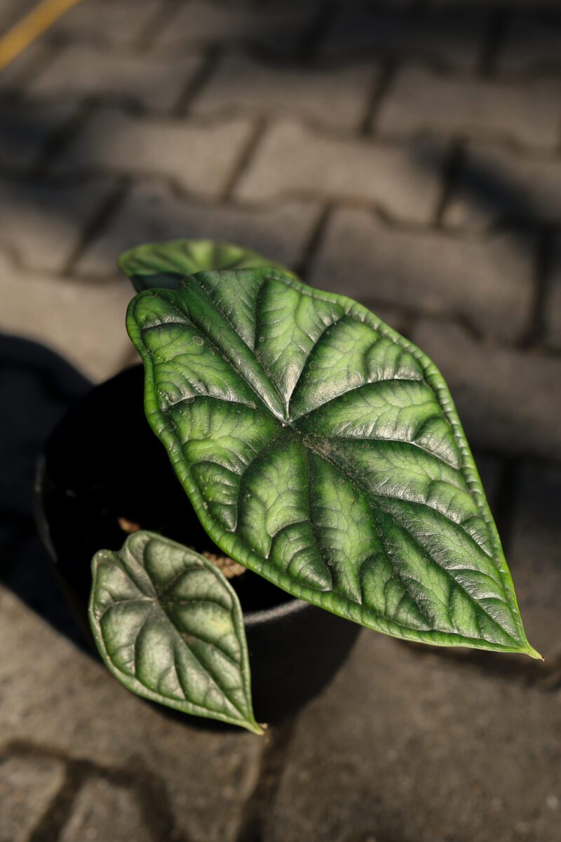 Alocasia Dragon Scale
