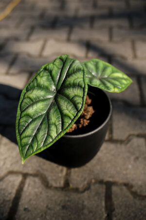 Alocasia Dragon Scale