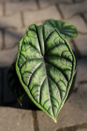 Alocasia Dragon Scale