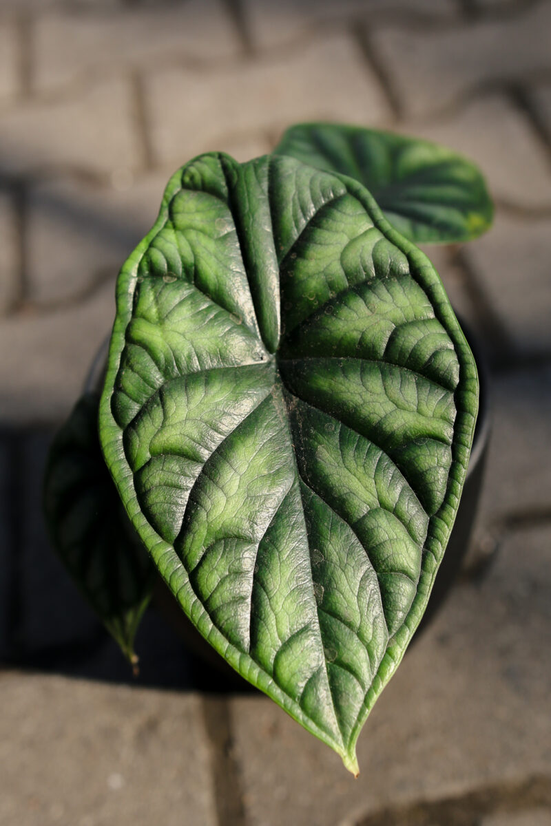 Alocasia Dragon Scale