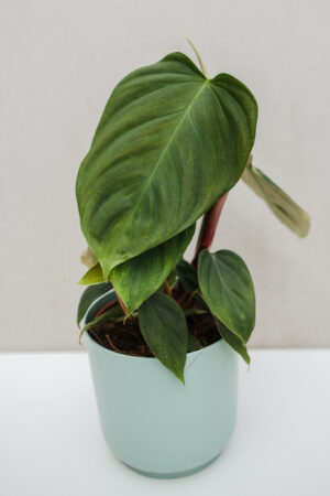 Philodendron Fuzzy Petiole