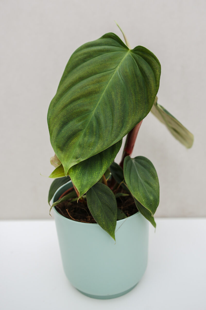 Philodendron Fuzzy Petiole