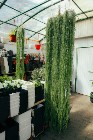 Hoya Linearis XXL 2m