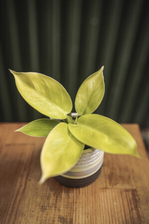 Philodendron Moonlight