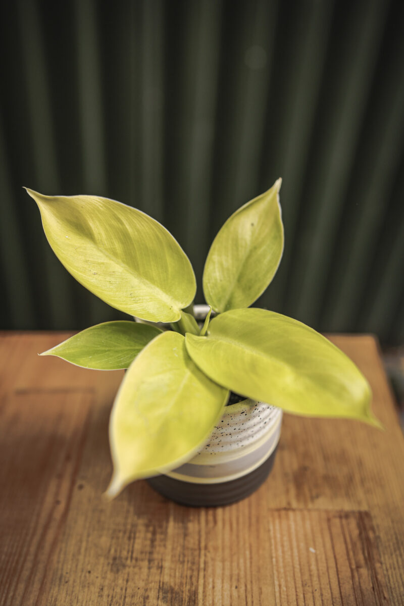 Philodendron Moonlight
