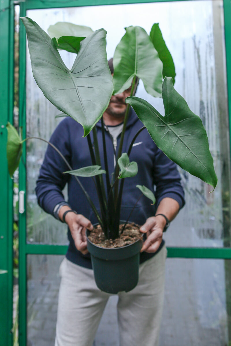 Alocasia Zebrina Black