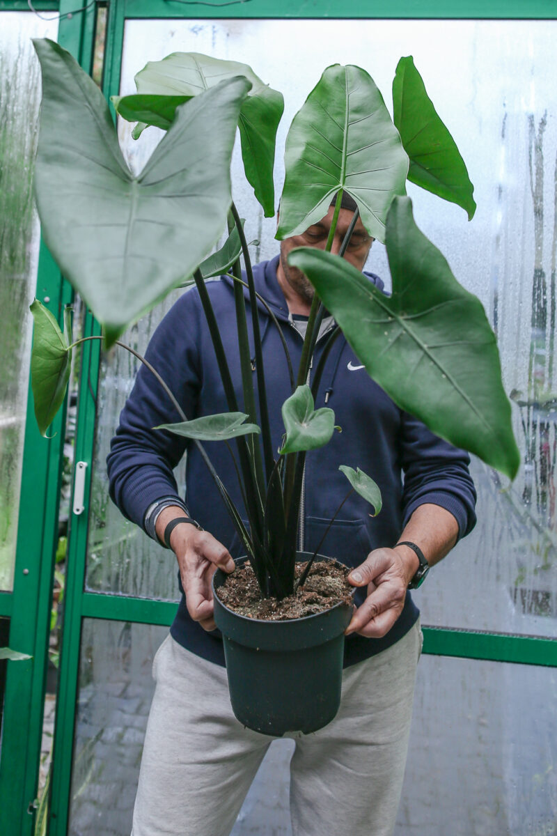 Alocasia Zebrina Black