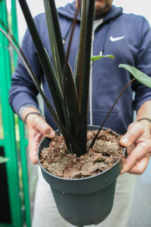 Alocasia Zebrina Black