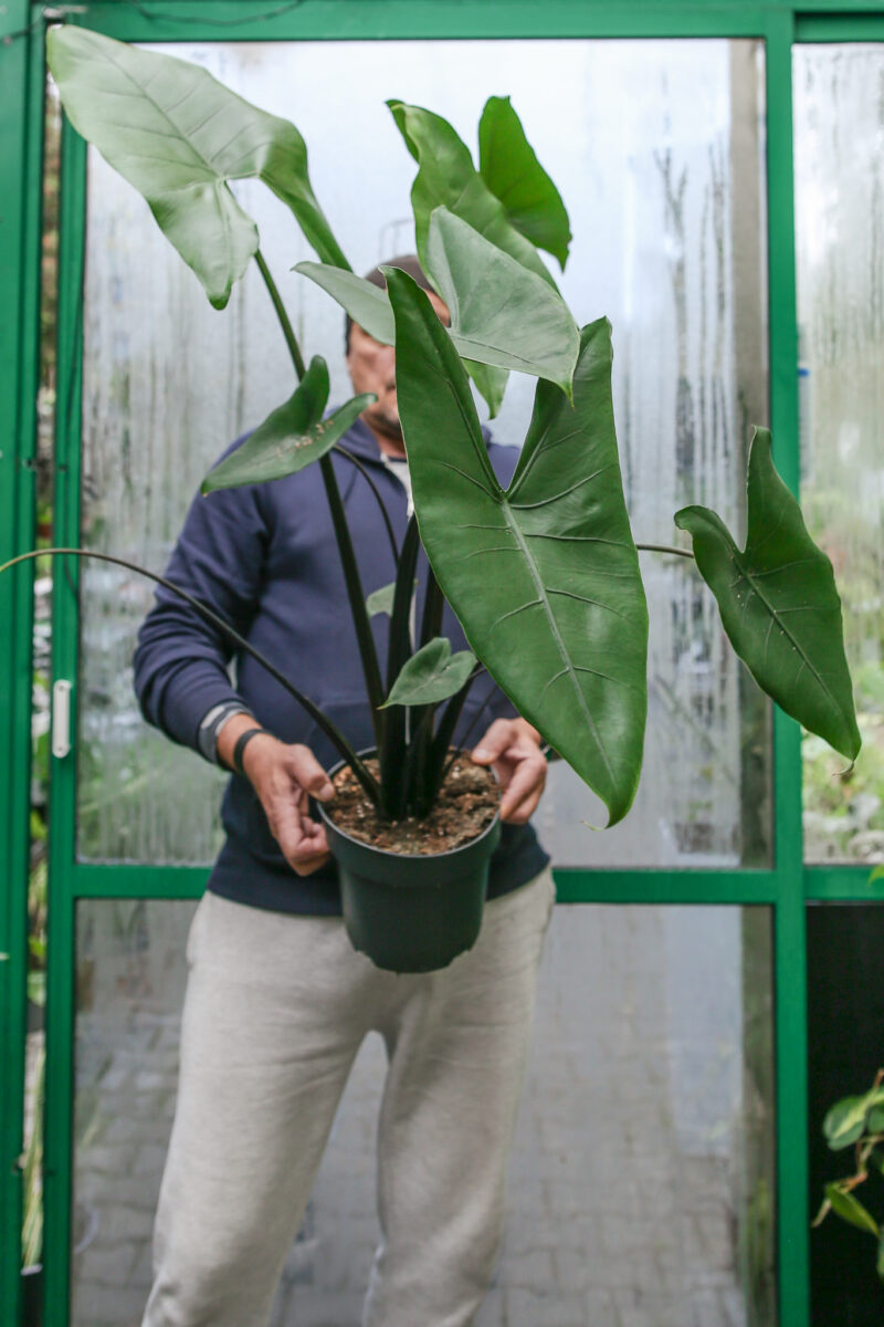 Alocasia Zebrina Black