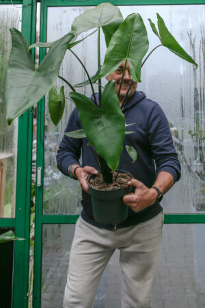 Alocasia Zebrina Black