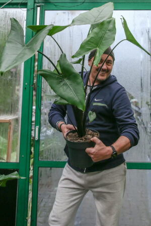 Alocasia Zebrina Black