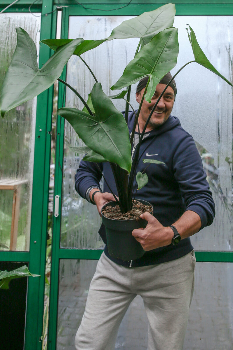 Alocasia Zebrina Black