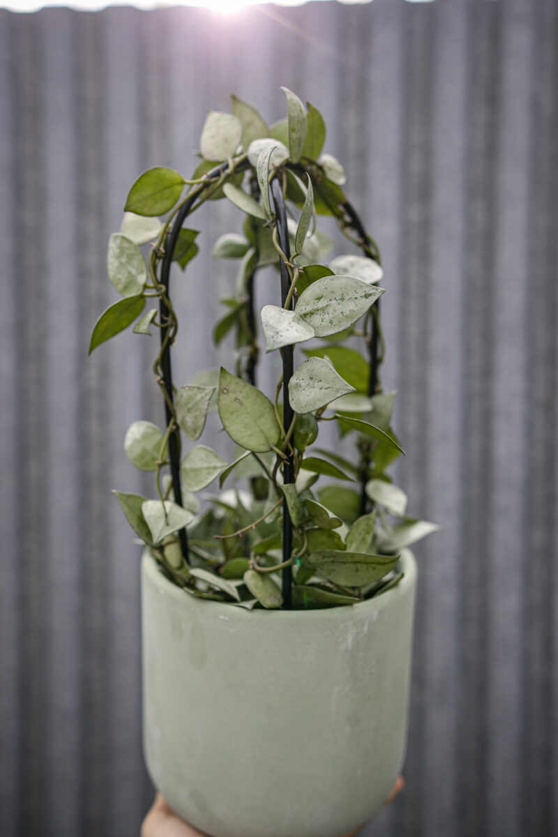 Hoya Krohniana Eskimo