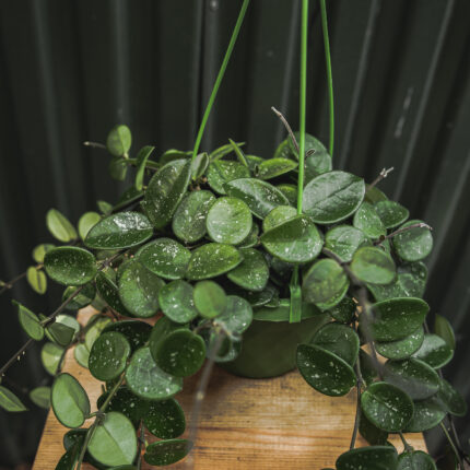 Hoya Mathilde | Hoja