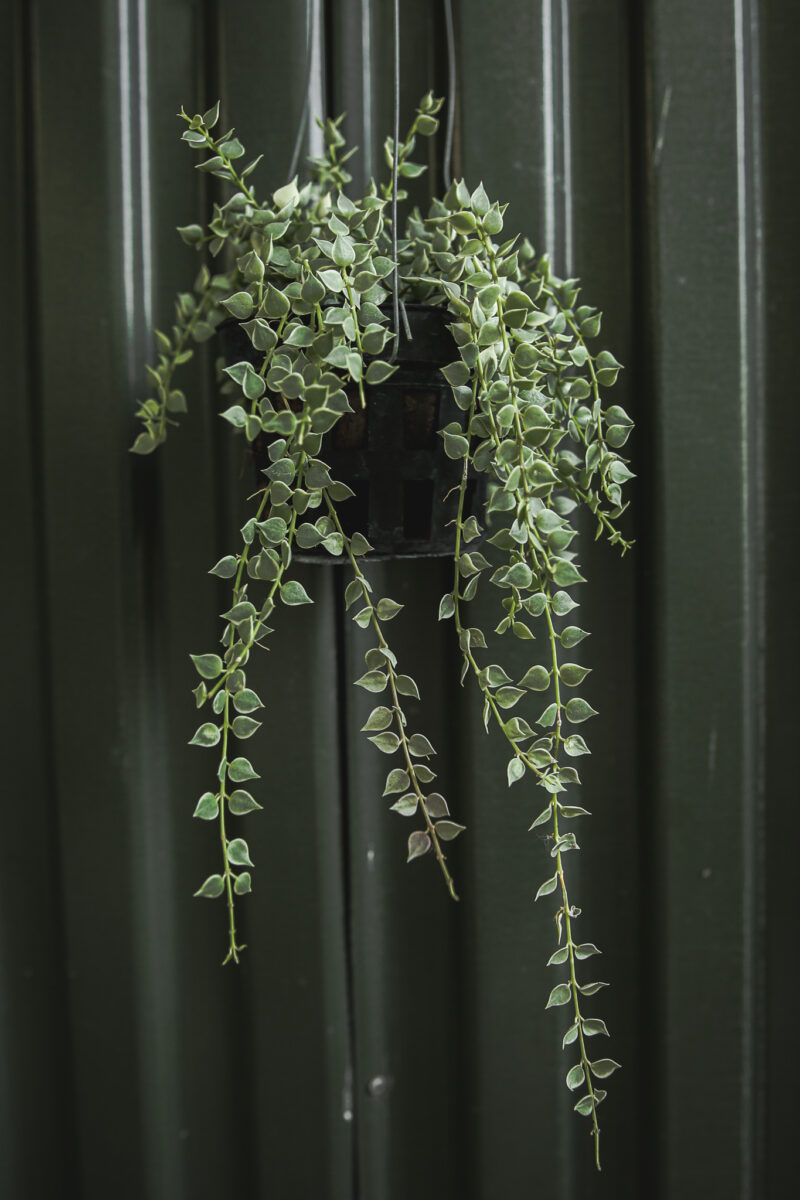 Dischidia Ruscifolia Variegata