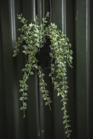 Dischidia Ruscifolia Variegata