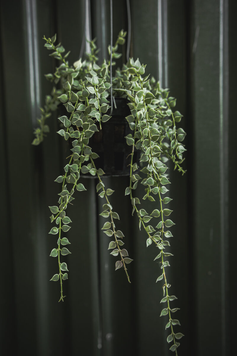 Dischidia Ruscifolia Variegata