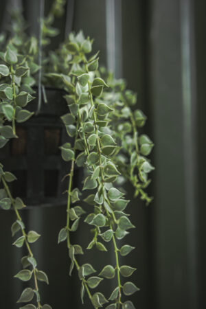 Dischidia Ruscifolia Variegata