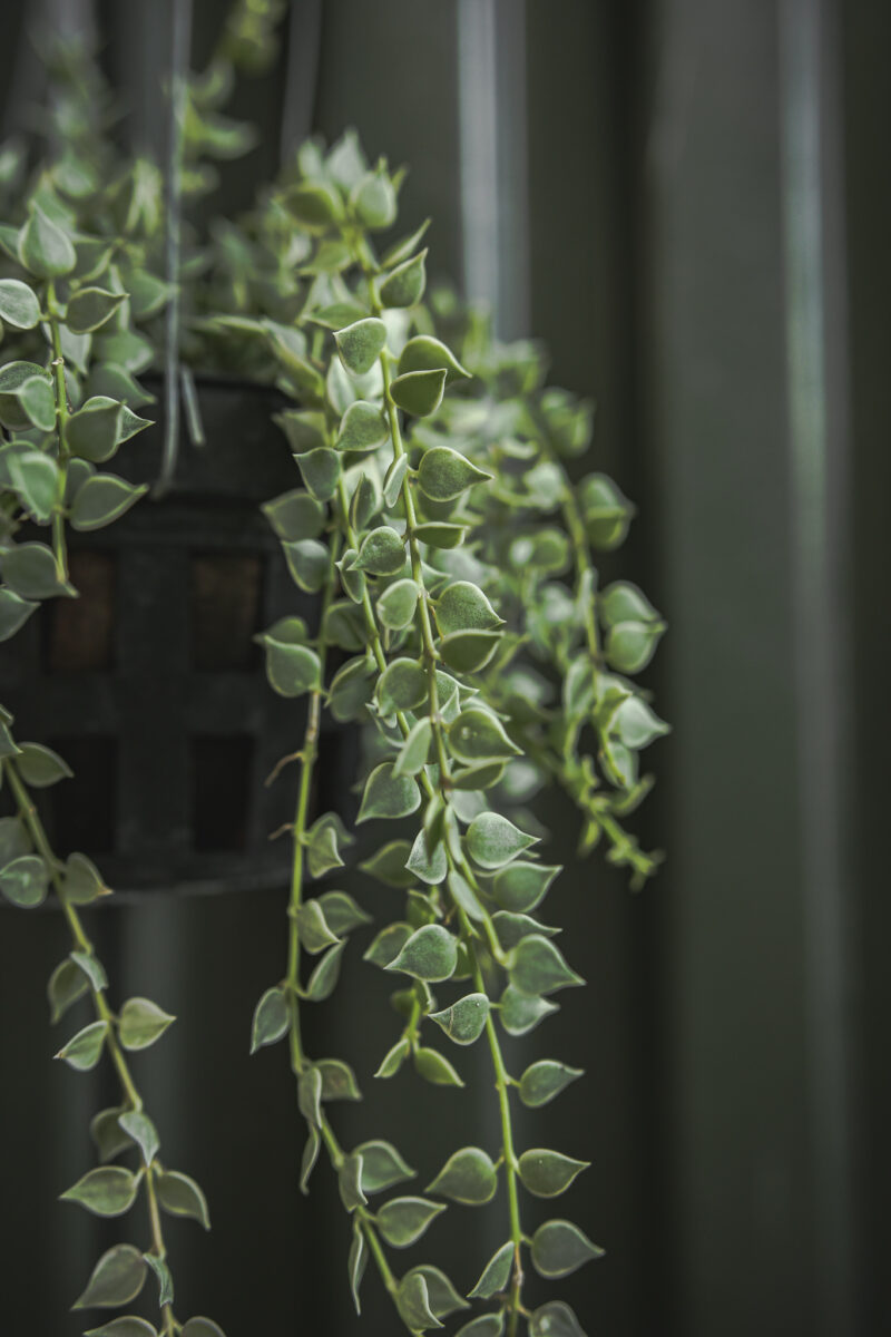 Dischidia Ruscifolia Variegata