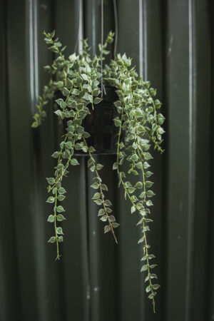 Dischidia Ruscifolia Variegata