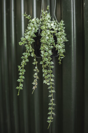 Dischidia Ruscifolia Variegata