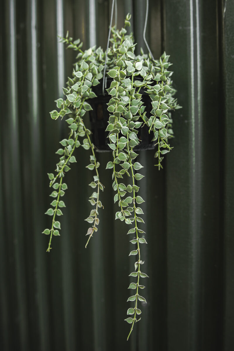 Dischidia Ruscifolia Variegata