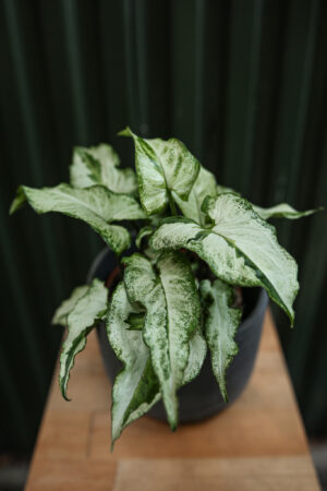 Syngonium Three Kings