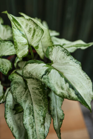 Syngonium Three Kings