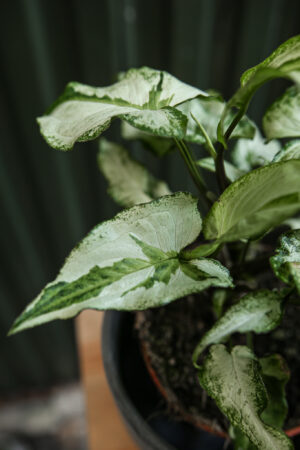 Syngonium Three Kings